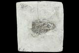 Crinoid (Pachylocrinus) Fossil - Crawfordsville, Indiana #102979-1
